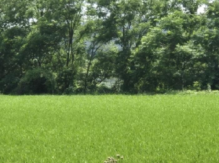 경북 포항시 북구 청하면 답 경매 물건 사진