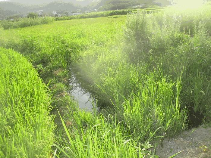 경북 포항시 북구 기계면 답 경매 물건 사진