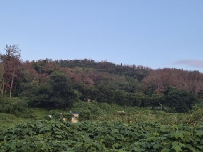 경북 포항시 남구 동해면 임야 경매 물건 사진