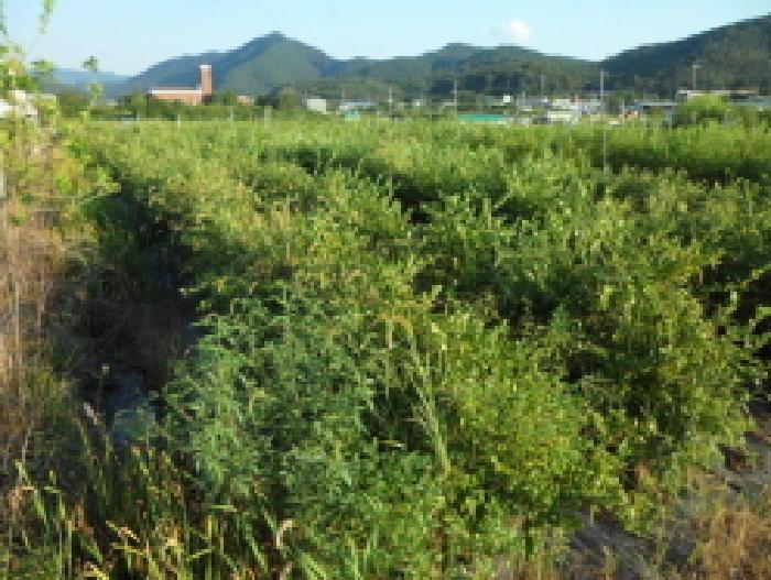 대구 달성군 논공읍 답 경매 물건 사진 4 · 2025타경2269