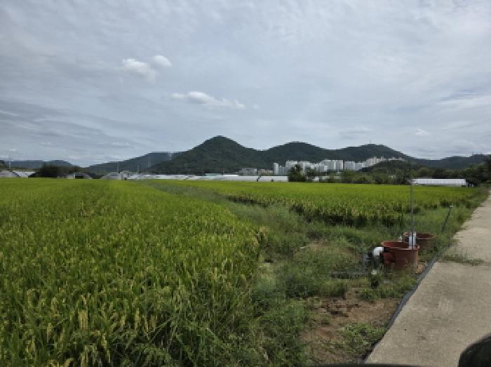 대구 달성군 다사읍 답 경매 물건 사진