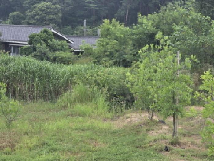 대구 달성군 하빈면 대지 경매 물건 사진 6 · 2025타경31322