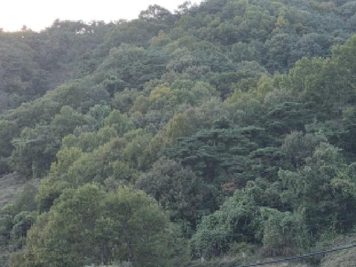 경북 성주군 가천면 답 경매 물건 사진