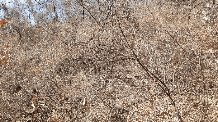 경북 고령군 개진면 임야 경매 물건 사진 6 · 2025타경32289
