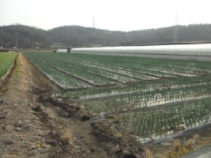 대구 달성군 구지면 전답 경매 물건 사진