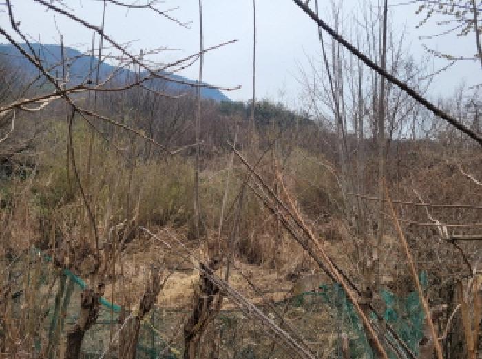 대구 달성군 가창면 답 경매 물건 사진 2 · 2026타경3187