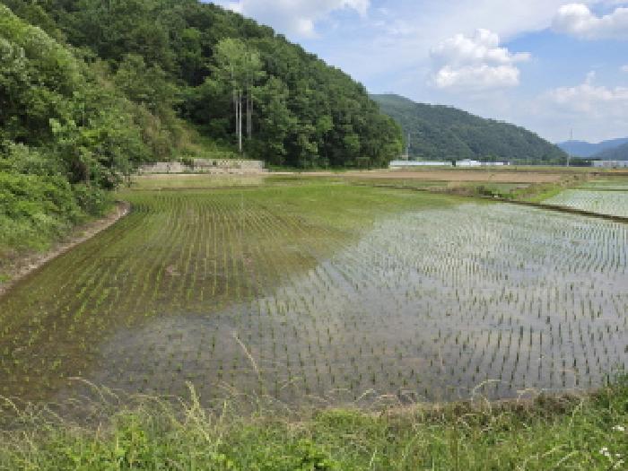 경북 성주군 수륜면 전답 경매 물건 사진