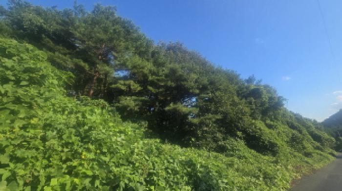 울산 울주군 두동면 임야 경매 물건 사진