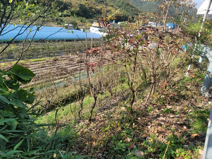 경남 양산시 원동면 도로 경매 물건 사진 6 · 2024타경118124