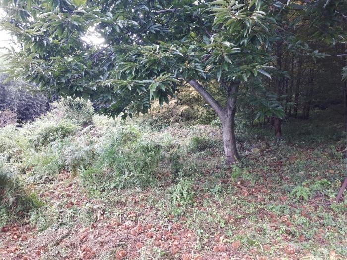 울산광역시 울주군 상북면 길천리 1126 전 경매 물건 사진