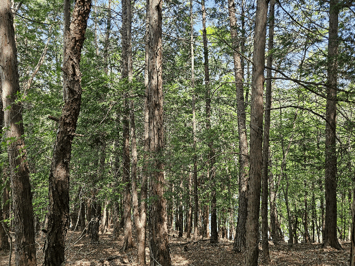 경상남도 양산시 용당동 133-17 임야 경매 물건 사진