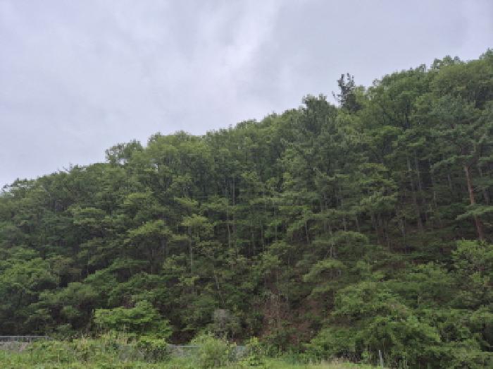 울산 울주군 온양읍 임야 경매 물건 사진