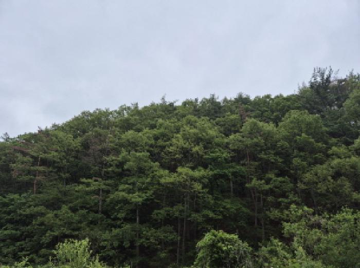 울산 울주군 온양읍 임야 경매 물건 사진 3 · 2025타경1085