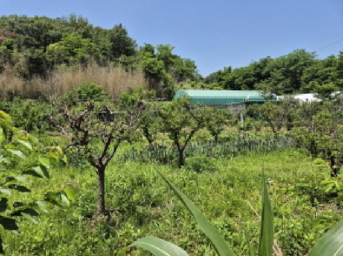 울산 북구 상안동 대지,임야,전답 경매 물건 사진 3 · 2025타경1096