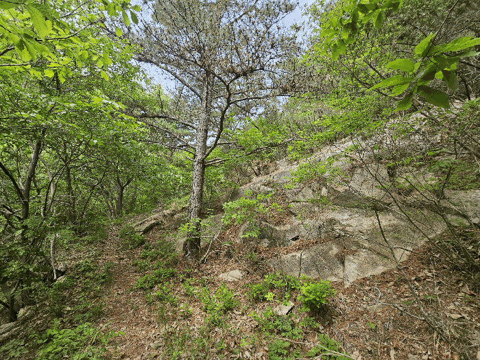 울산 울주군 웅촌면 임야 경매 물건 사진 6 · 2025타경1100