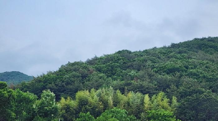 울산 울주군 웅촌면 임야 경매 물건 사진