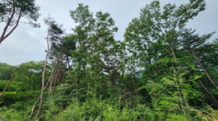 경남 양산시 상북면 임야 경매 물건 사진