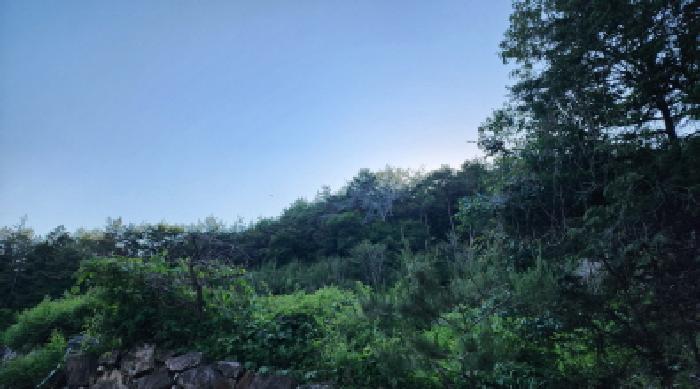 울산 울주군 삼동면 임야 경매 물건 사진