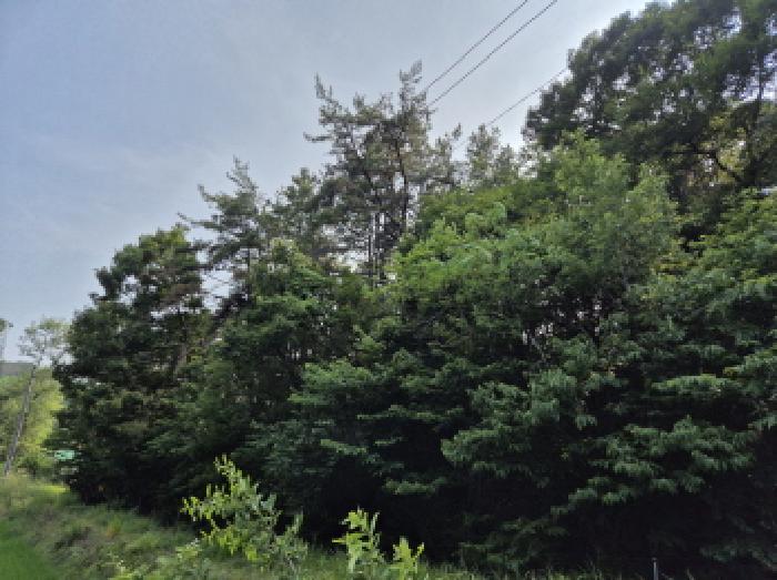 울산 중구 성안동 임야 경매 물건 사진