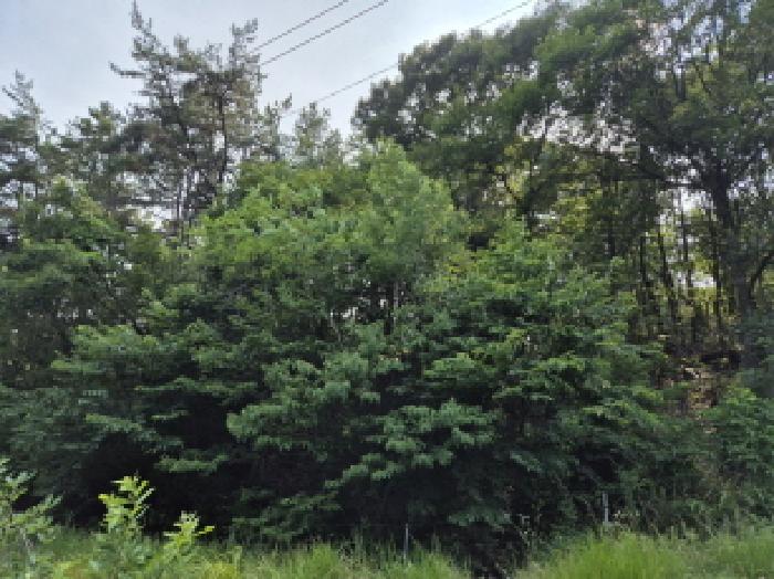 울산 중구 성안동 임야 경매 물건 사진 2 · 2025타경1188