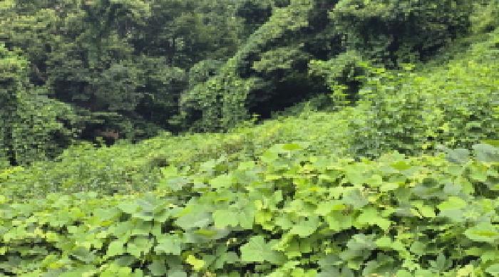 울산 울주군 삼남읍 대지,임야,전답 경매 물건 사진 5 · 2025타경1201