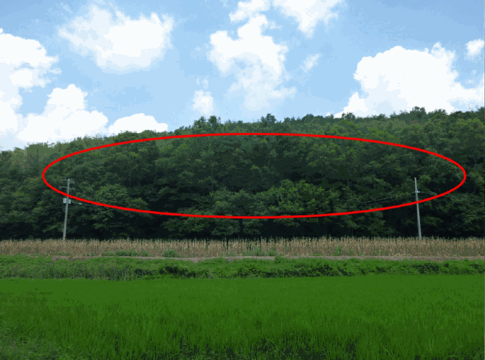 울산 울주군 삼동면 임야 경매 물건 사진 5 · 2025타경12129