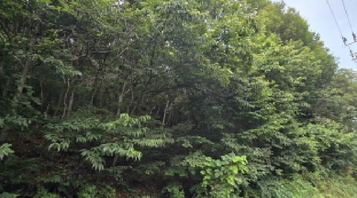 울산 울주군 삼동면 임야 경매 물건 사진