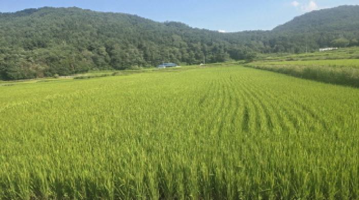 울산 울주군 상북면 전답 경매 물건 사진