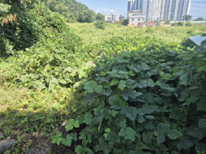 울산 북구 정자동 전답 경매 물건 사진 6 · 2025타경12247