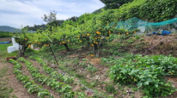 울산 울주군 두서면 전 경매 물건 사진 4 · 2025타경1226