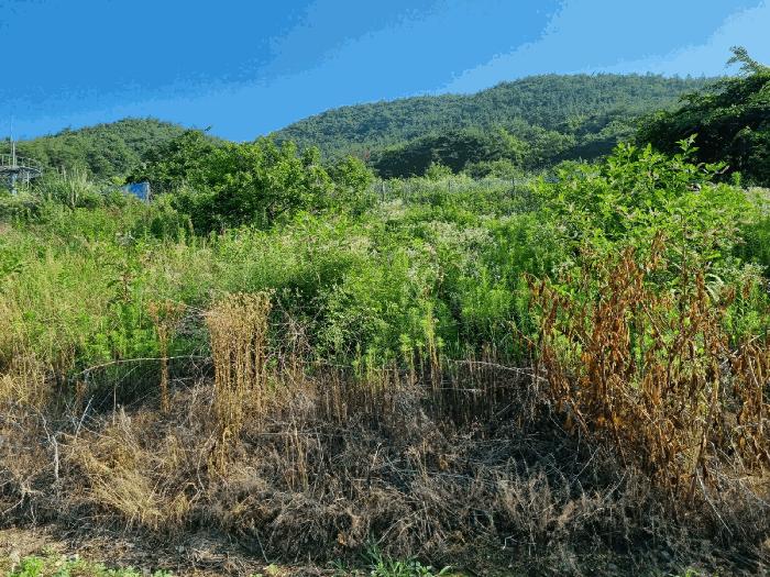 울산 울주군 두서면 전 경매 물건 사진 6 · 2025타경1226