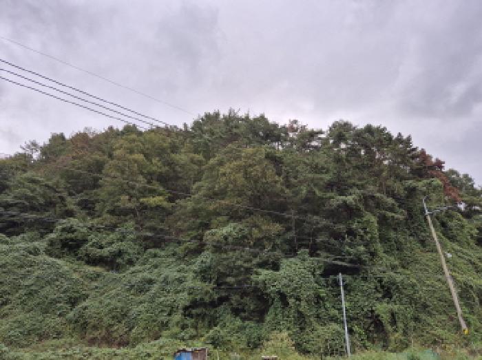 울산 울주군 온산읍 임야 경매 물건 사진