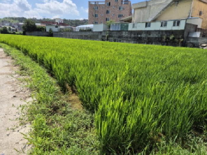 울산 울주군 서생면 답 경매 물건 사진 2 · 2025타경1280