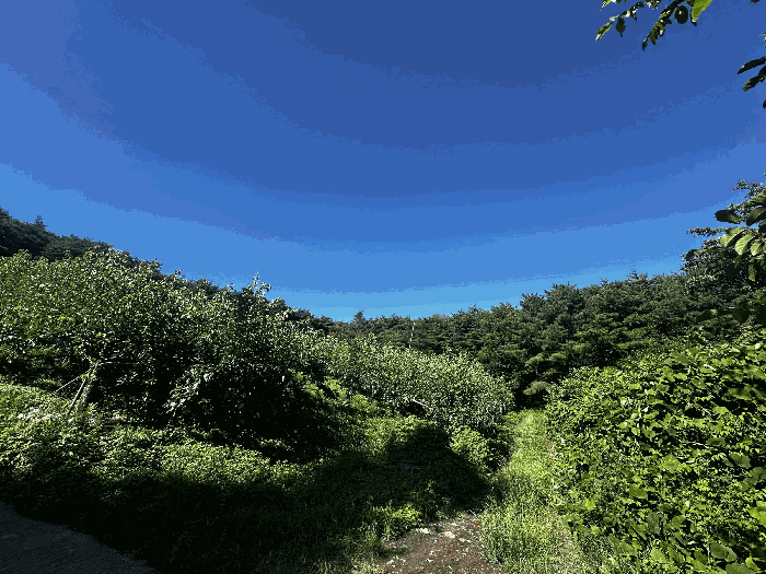 울산 울주군 삼남읍 임야 경매 물건 사진 4 · 2025타경1296