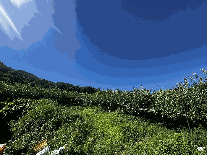 울산 울주군 삼남읍 임야 경매 물건 사진 6 · 2025타경1296