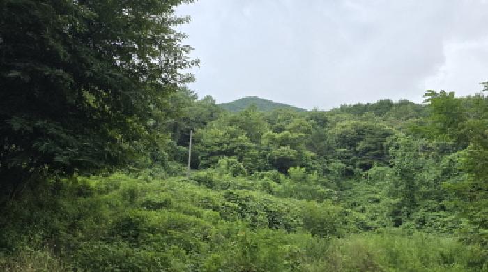 울산 울주군 삼남읍 임야 경매 물건 사진
