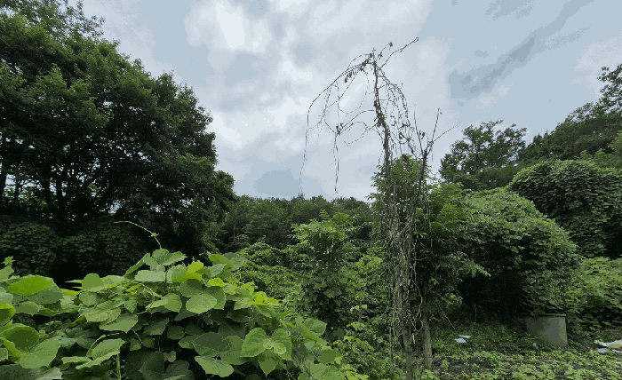 경남 양산시 용당동 임야 경매 물건 사진 5 · 2025타경1320