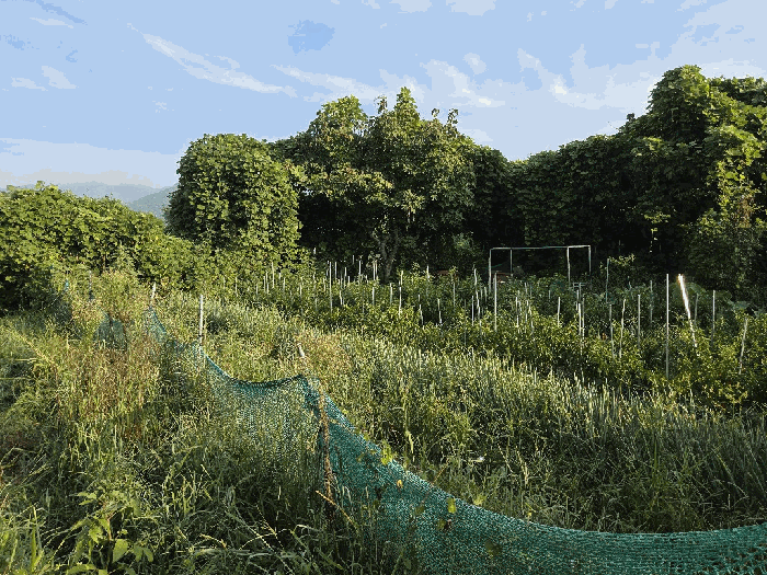 경남 양산시 상북면 과수원 경매 물건 사진 3 · 2025타경1376