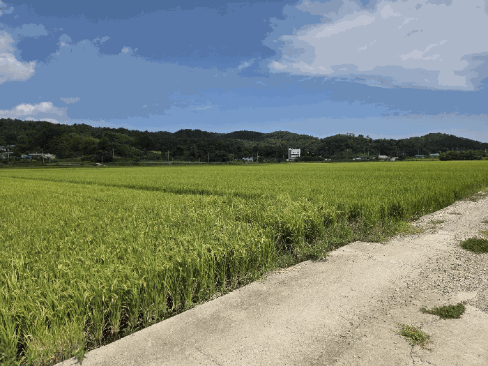 울산 울주군 온양읍 답 경매 물건 사진 6 · 2025타경1379