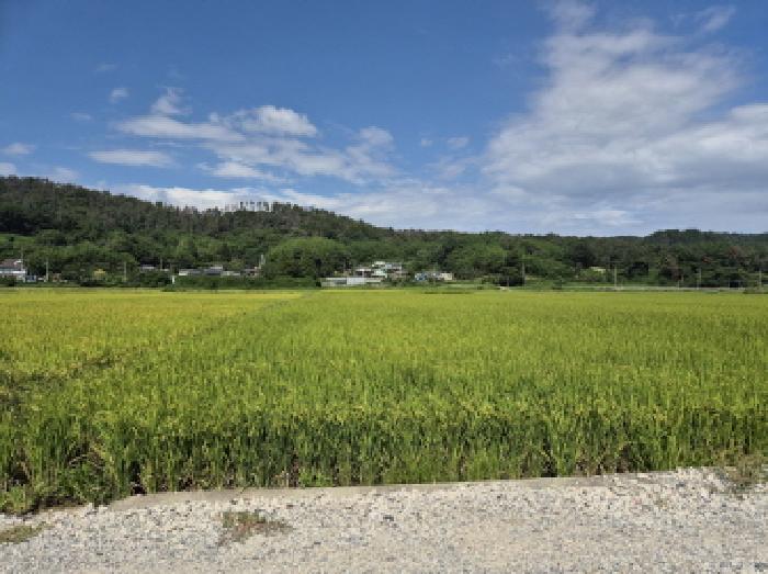 울산 울주군 온양읍 답 경매 물건 사진 2 · 2025타경1379