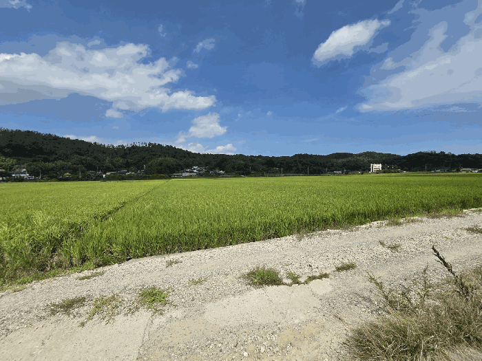 울산 울주군 온양읍 답 경매 물건 사진 3 · 2025타경1379