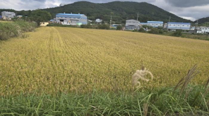 울산 울주군 웅촌면 전답 경매 물건 사진