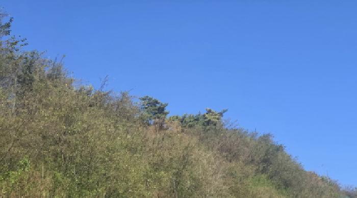 울산 울주군 삼동면 임야 경매 물건 사진 2 · 2025타경1531