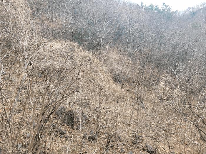 경남 양산시 원동면 임야 경매 물건 사진