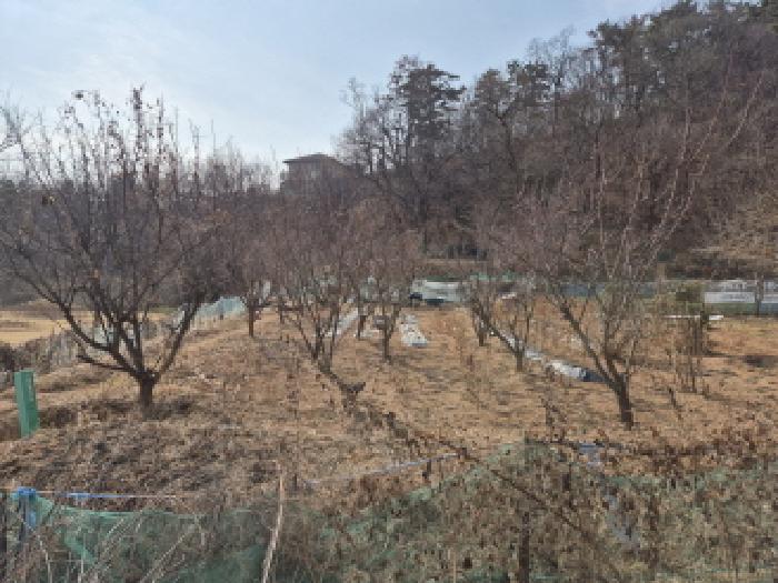 울산 중구 약사동 과수원 경매 물건 사진