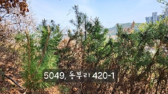 부산 기장군 기장읍 임야 경매 물건 사진 3 · 2025타경5049
