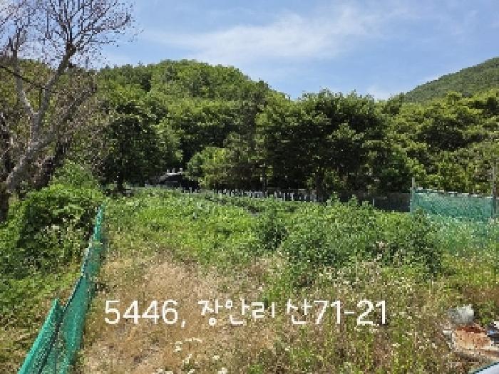 부산 기장군 장안읍 잡종지 경매 물건 사진