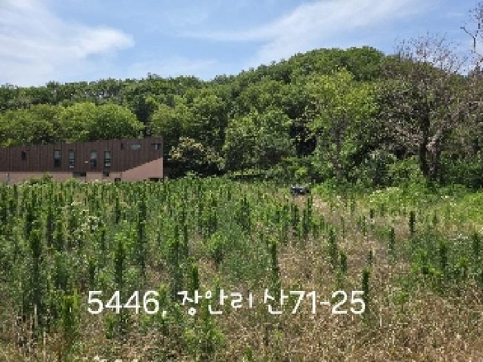 부산 기장군 장안읍 잡종지 경매 물건 사진 3 · 2025타경5446