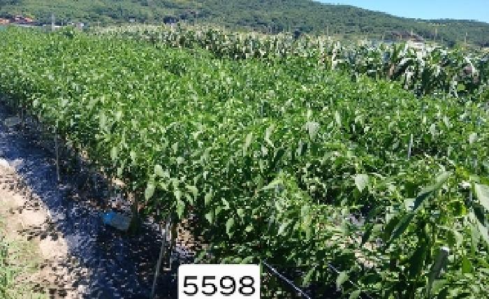 부산 기장군 철마면 전답 경매 물건 사진