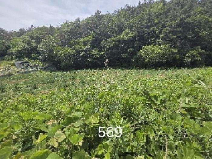 부산 기장군 장안읍 답 경매 물건 사진 2 · 2025타경569